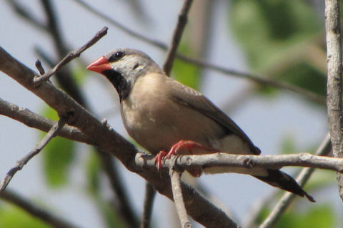 Long-tailed Finch (Poephila acuticauda)